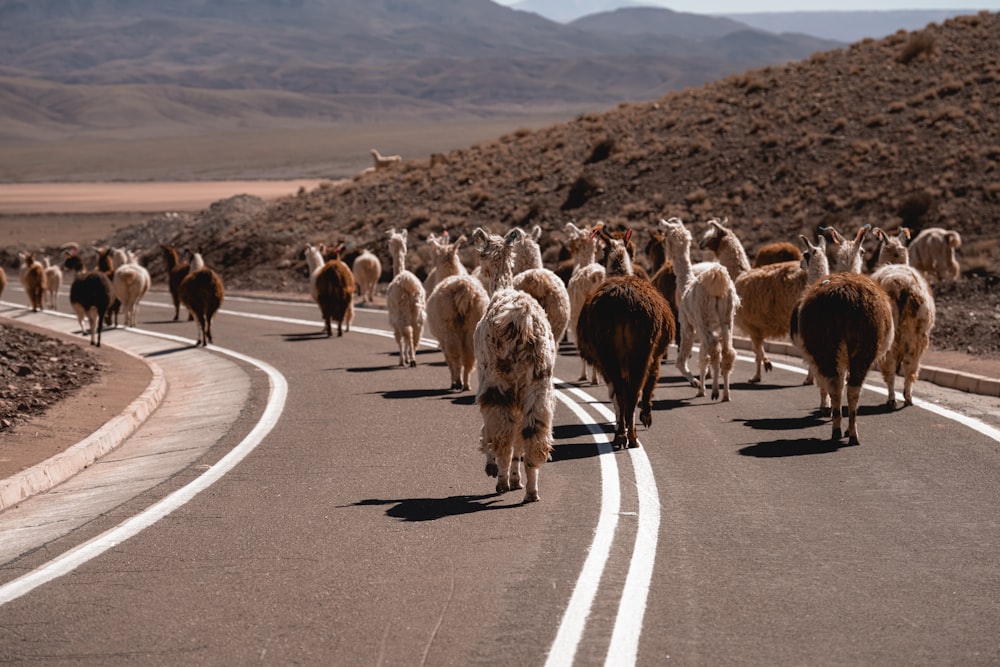 a herd of sheep walking down a road