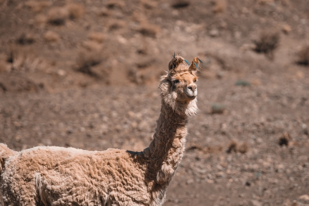 a llama standing in the middle of a dirt field