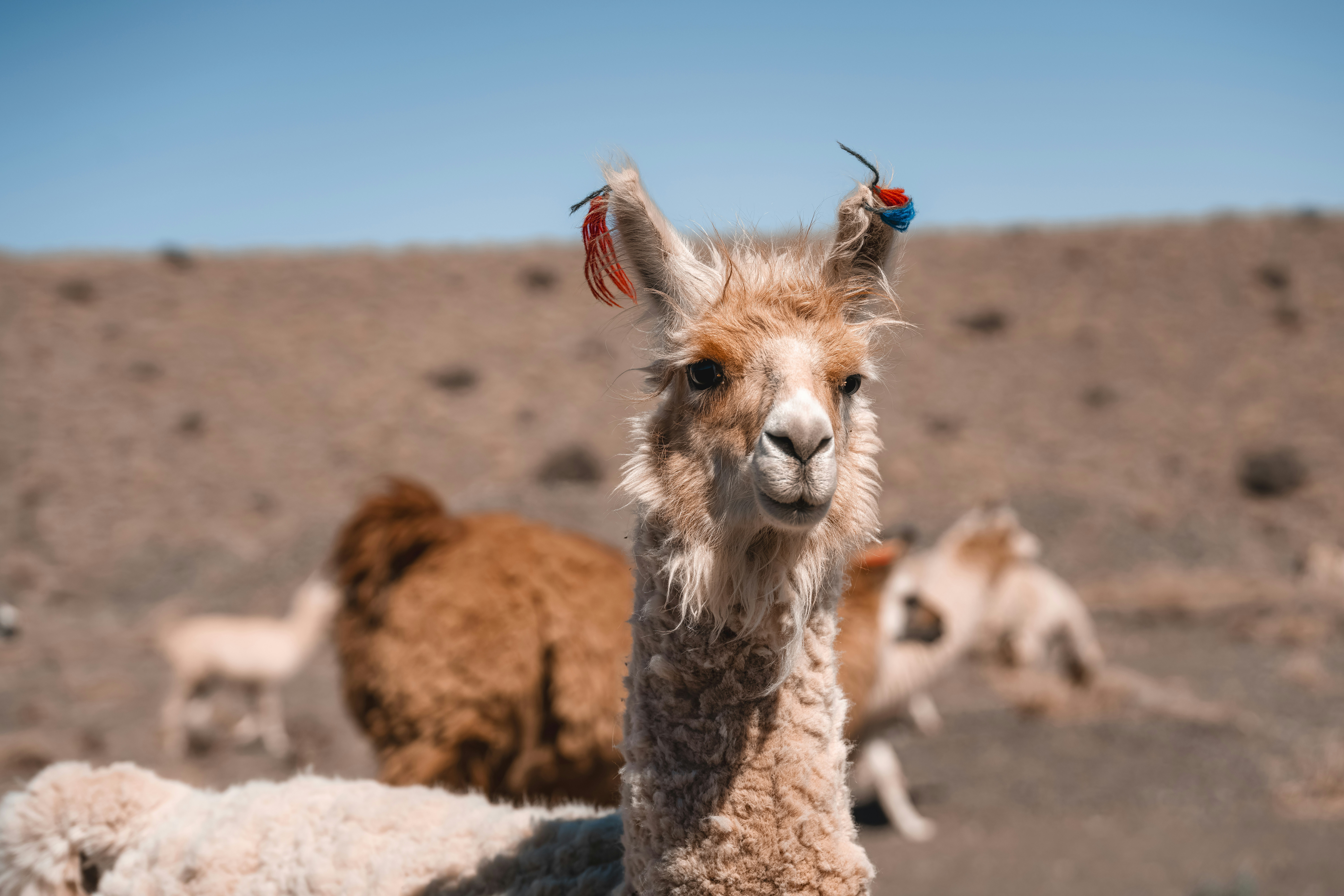 他のラマを背景にしたラマのクローズアップ