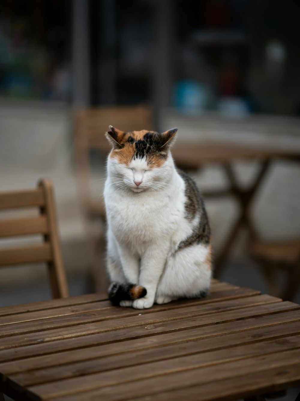 a cat sitting on top of a wooden table