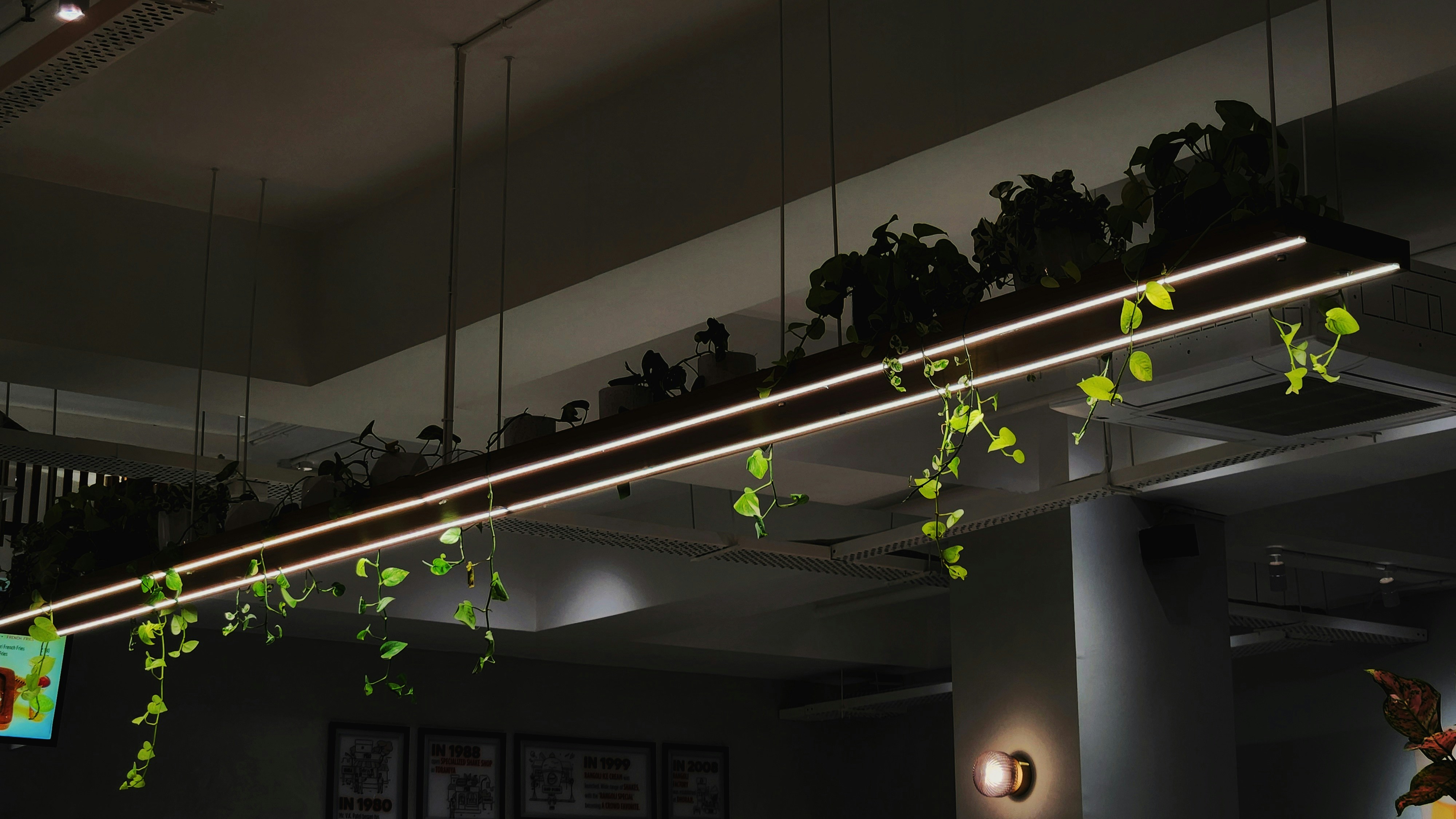 a plant hanging from a ceiling in a room