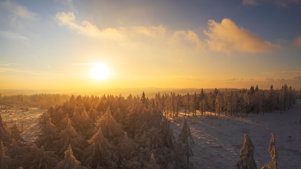 the sun is setting over a snowy forest