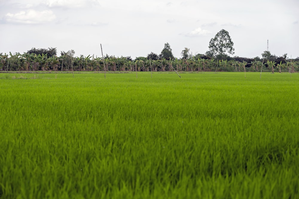 a field of green grass with trees in the background