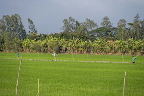 a group of people walking across a lush green field