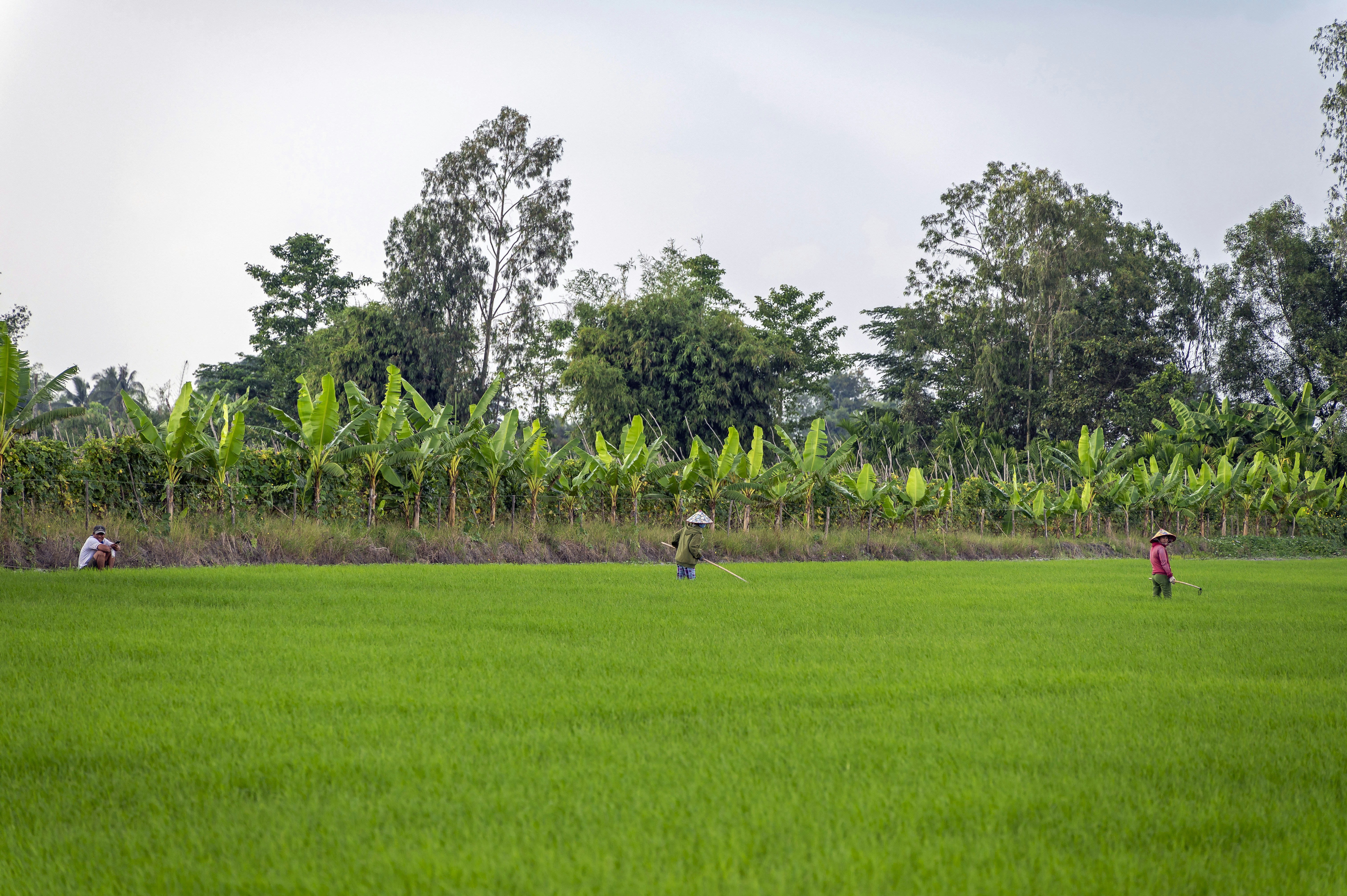 a group of people in a field of green grass