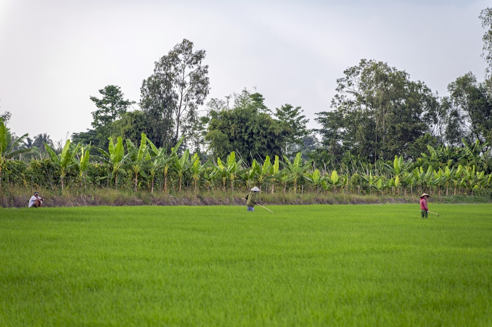 a group of people in a field of green grass