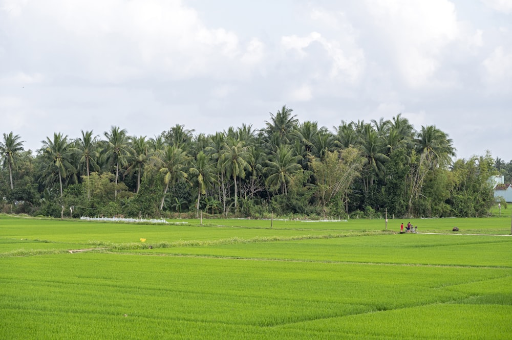 a lush green field with trees in the background