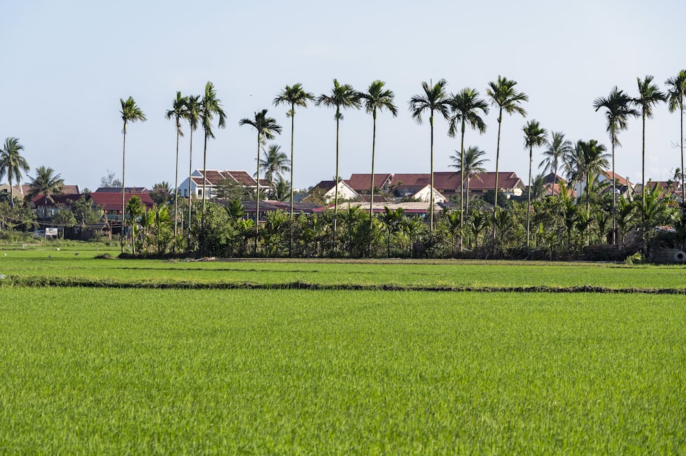 a lush green field with palm trees in the background