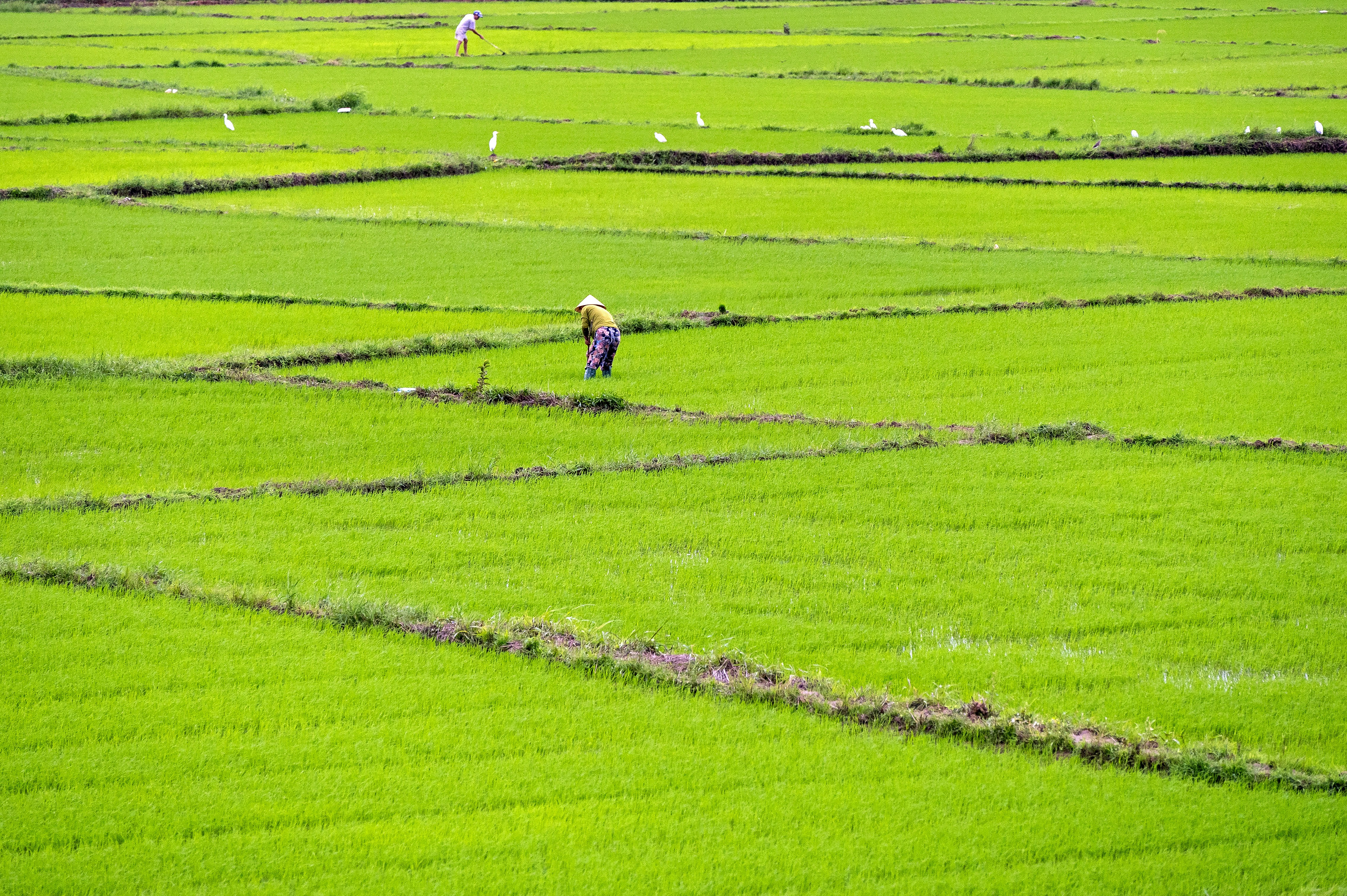 a person standing in a large green field