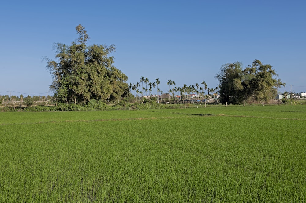 a large field of green grass with trees in the background