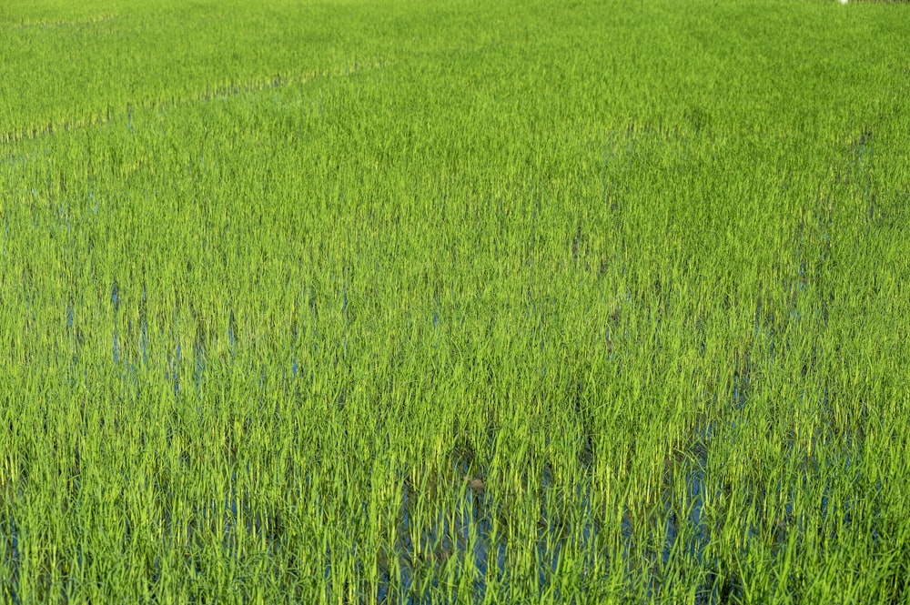 a large field of green grass with water in it