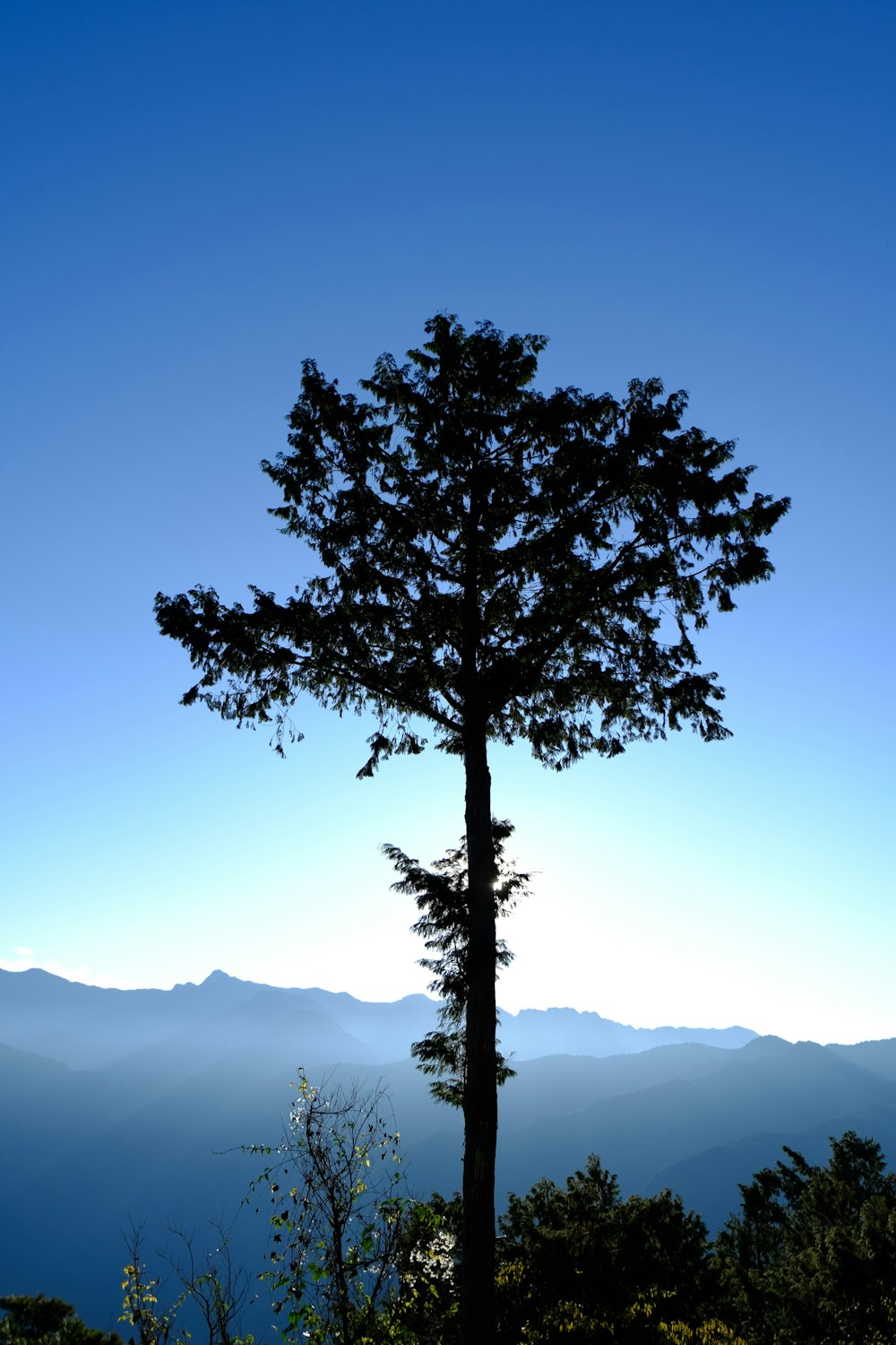 a lone tree in the middle of a mountain range