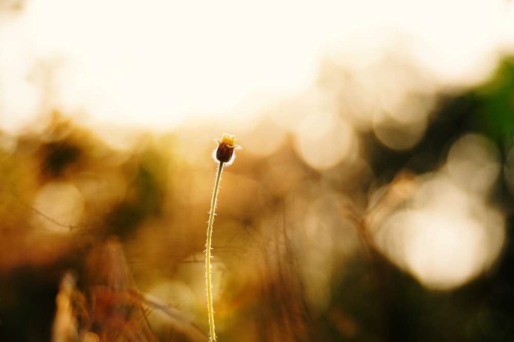 a single flower that is growing out of the ground