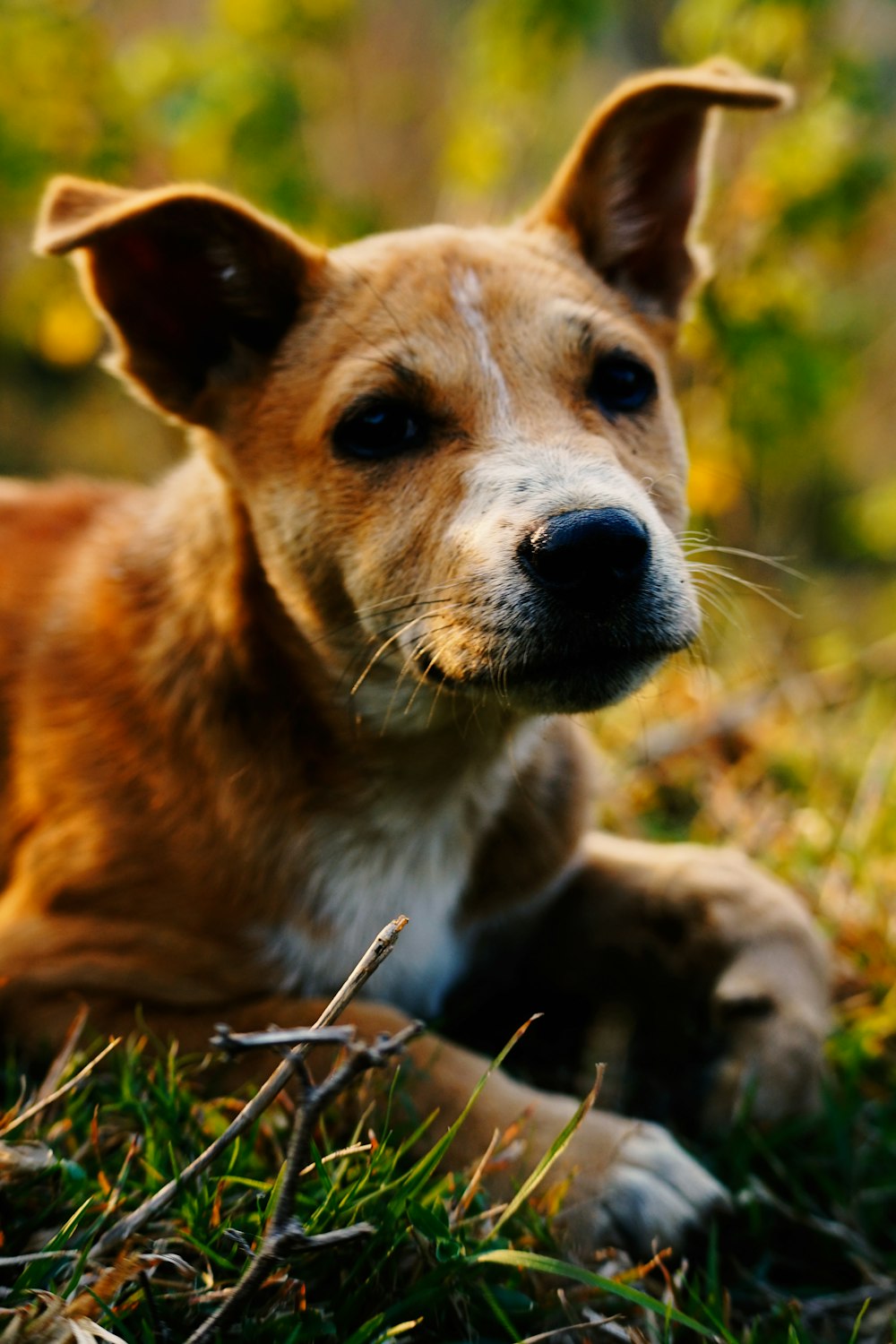 a brown dog laying on top of a lush green field