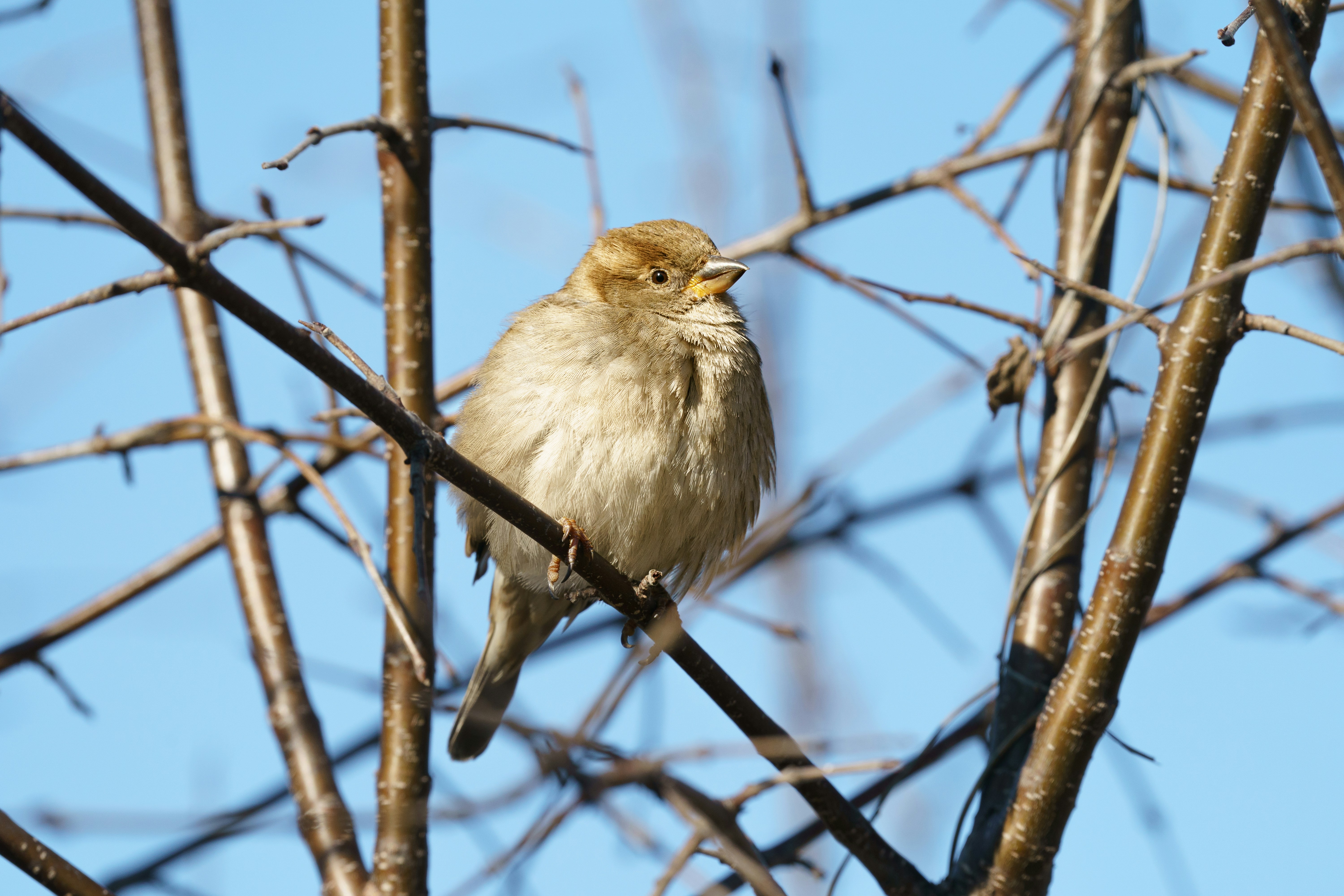 un petit oiseau assis sur une branche d’arbre