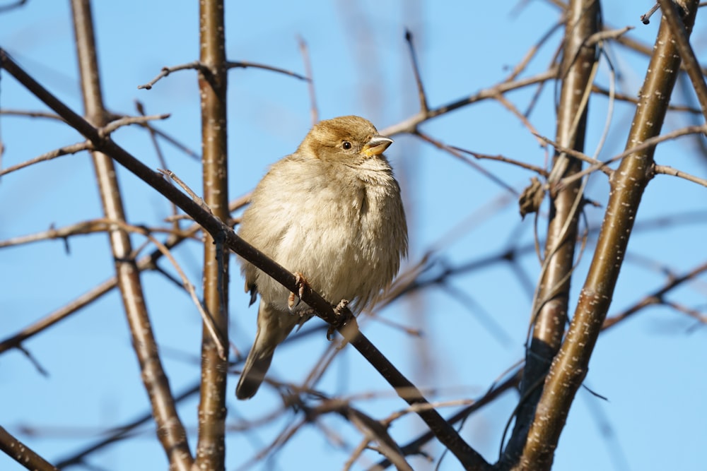 a small bird sitting on a branch of a tree