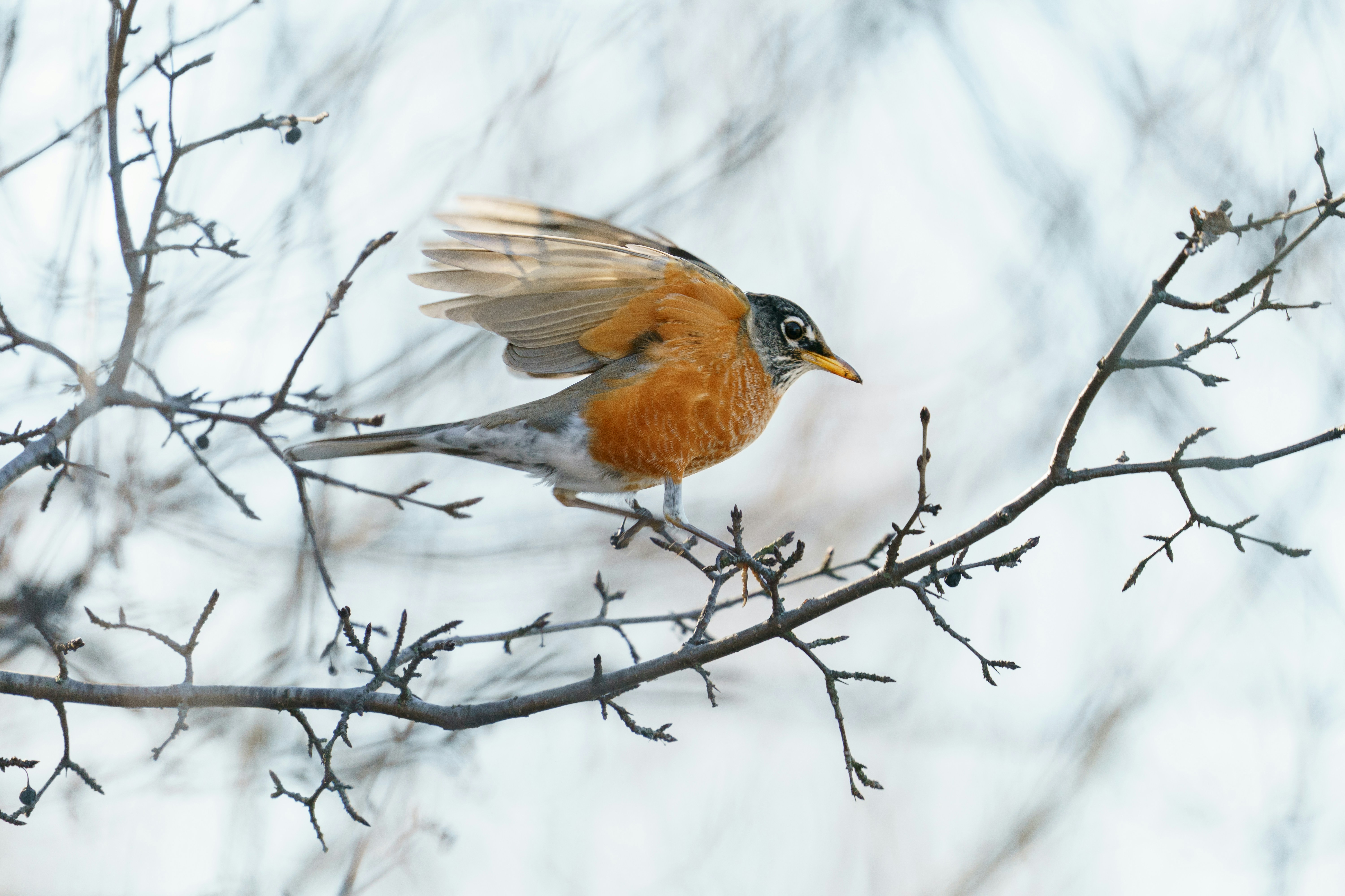 un petit oiseau perché sur une branche d’arbre