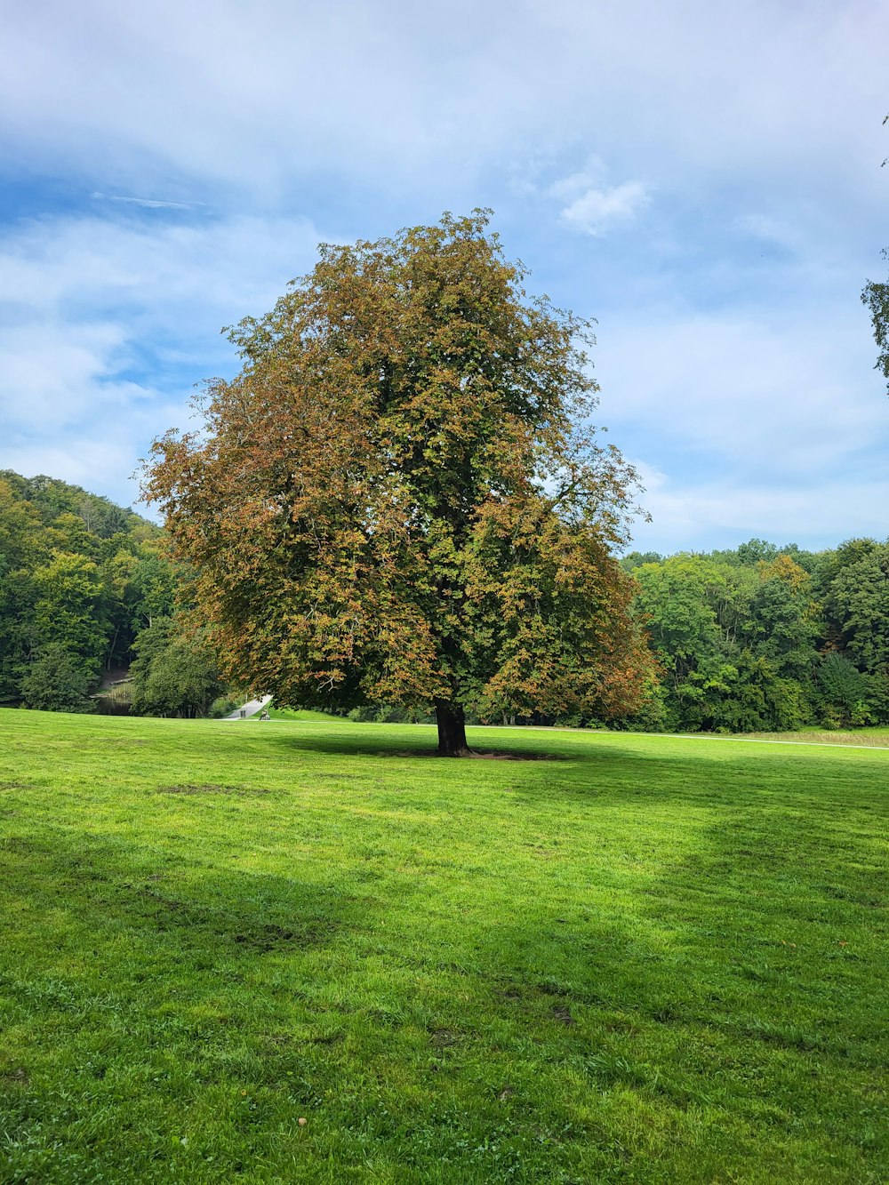a large tree in a grassy field with trees in the background