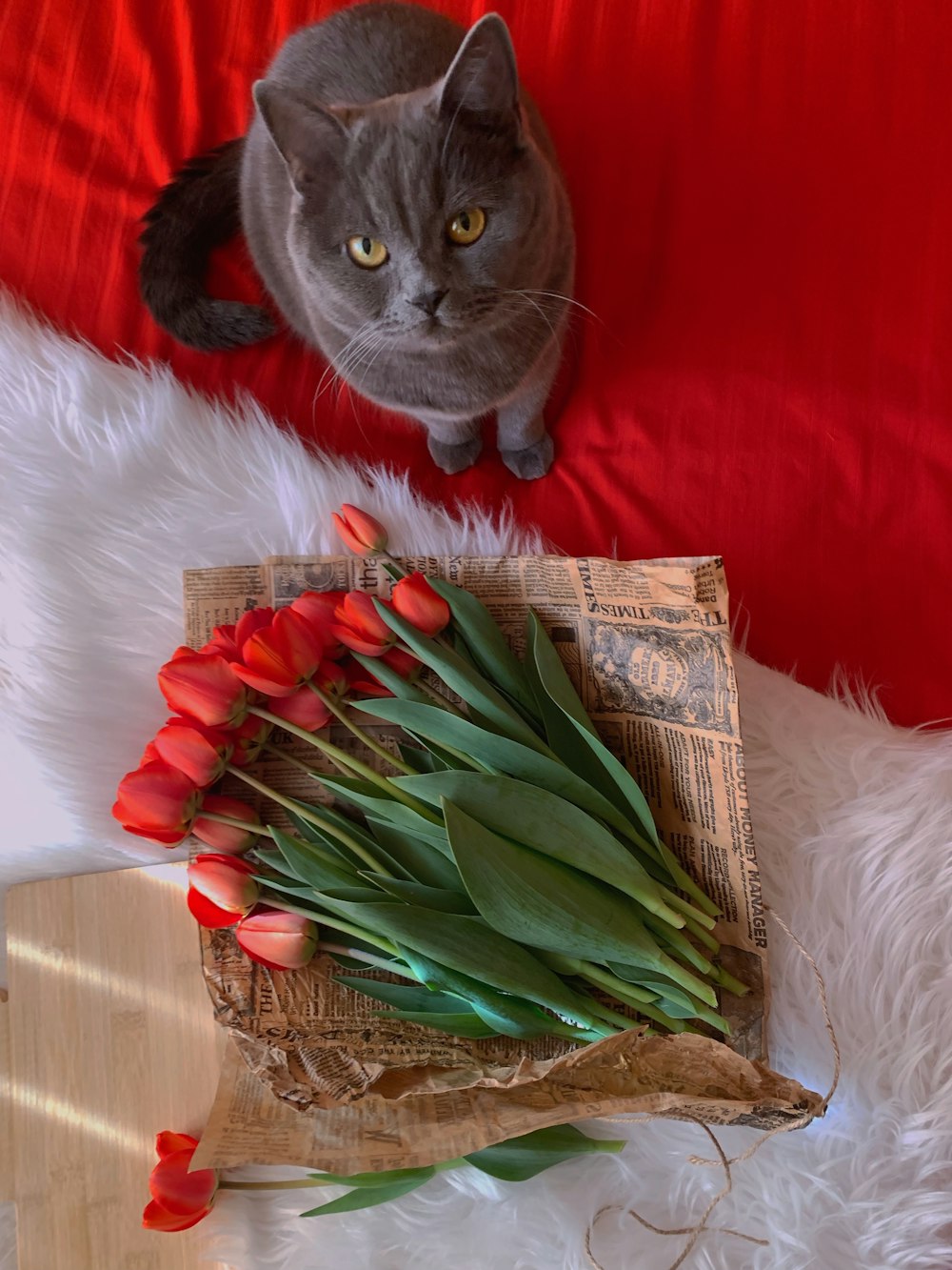 un gato sentado junto a un ramo de tulipanes rojos