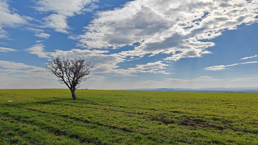 a lone tree in a large open field