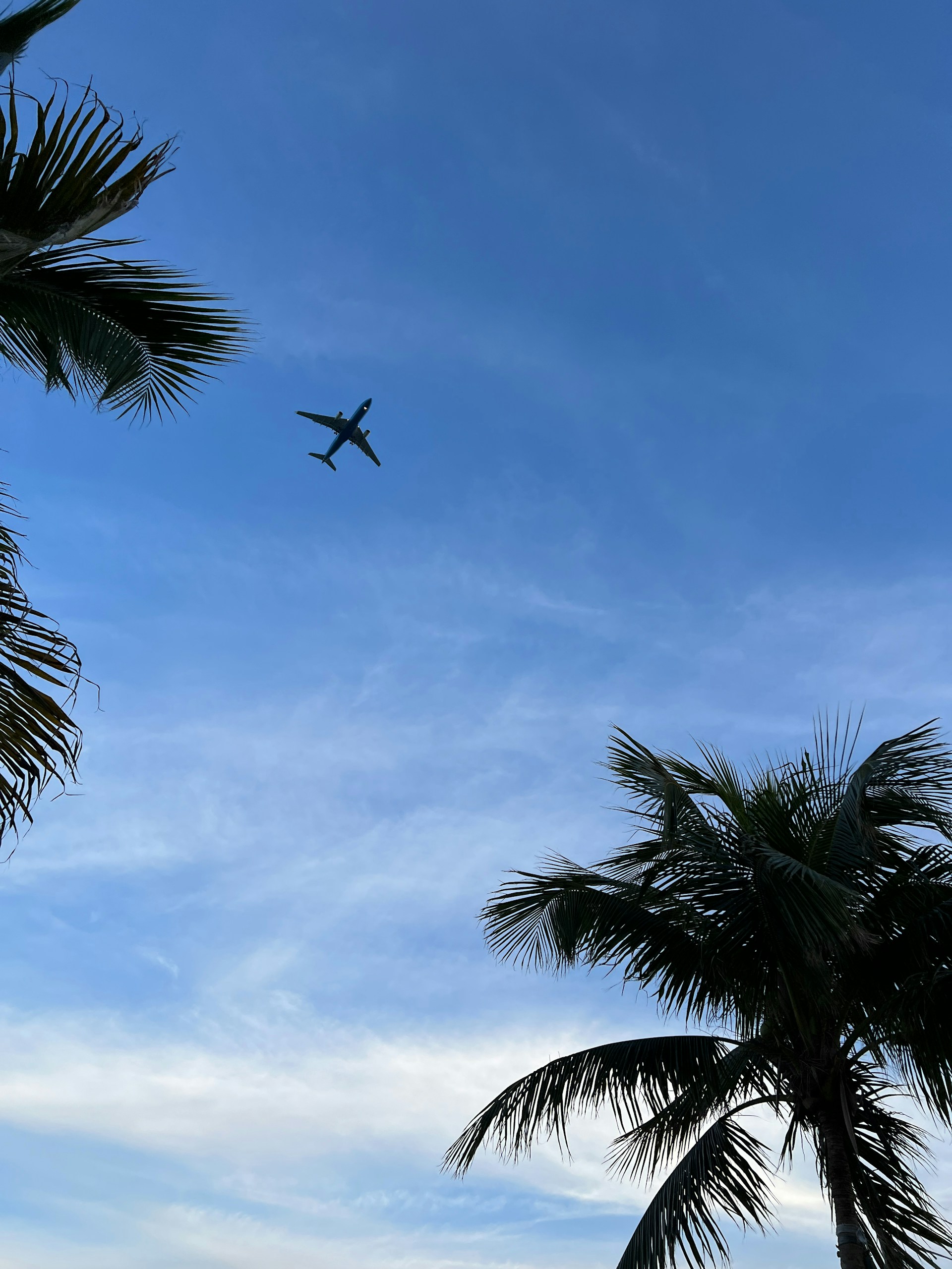 an airplane is flying over a palm tree