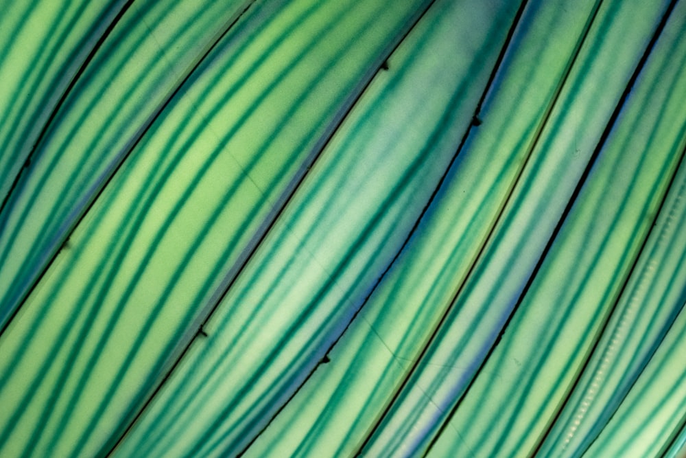 a close up view of a green leaf