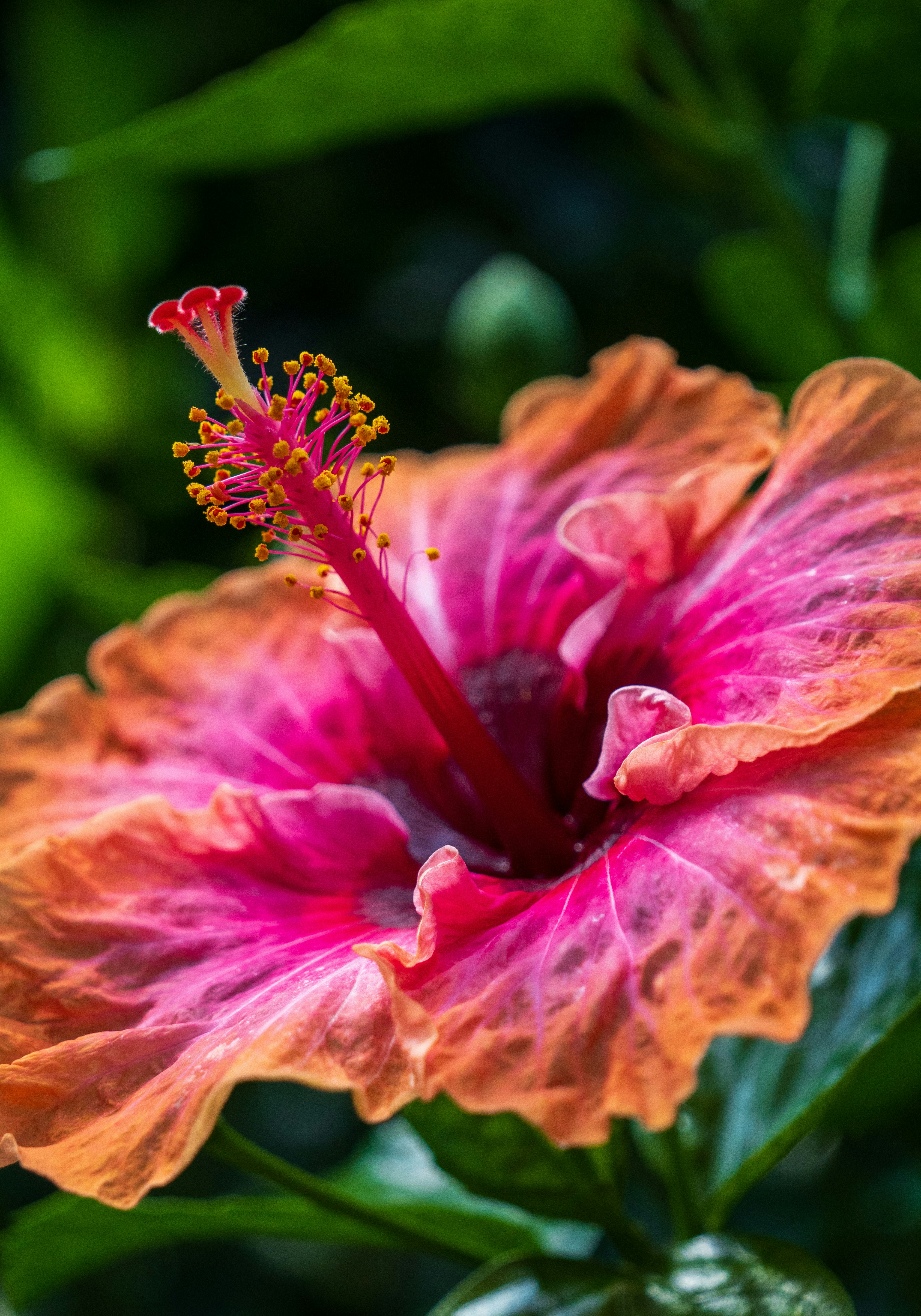 Photo by arcanephoto