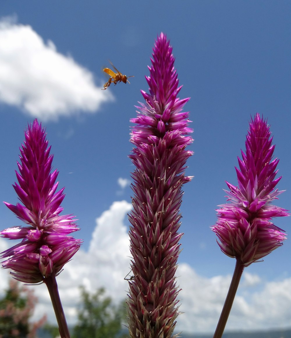 a purple flower with a bee flying over it