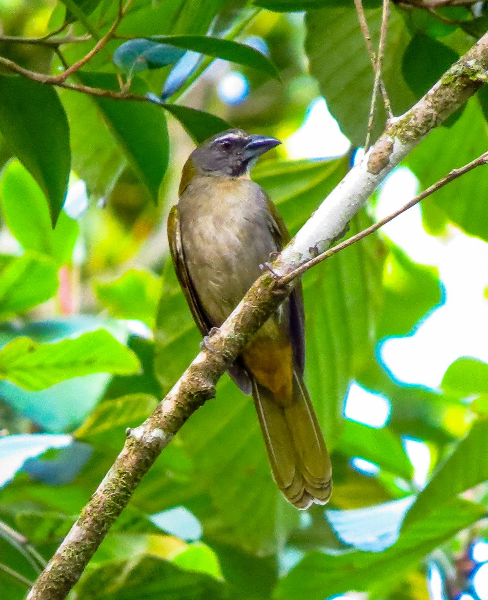 a bird sitting on a branch of a tree