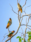 a group of birds sitting on top of a tree branch