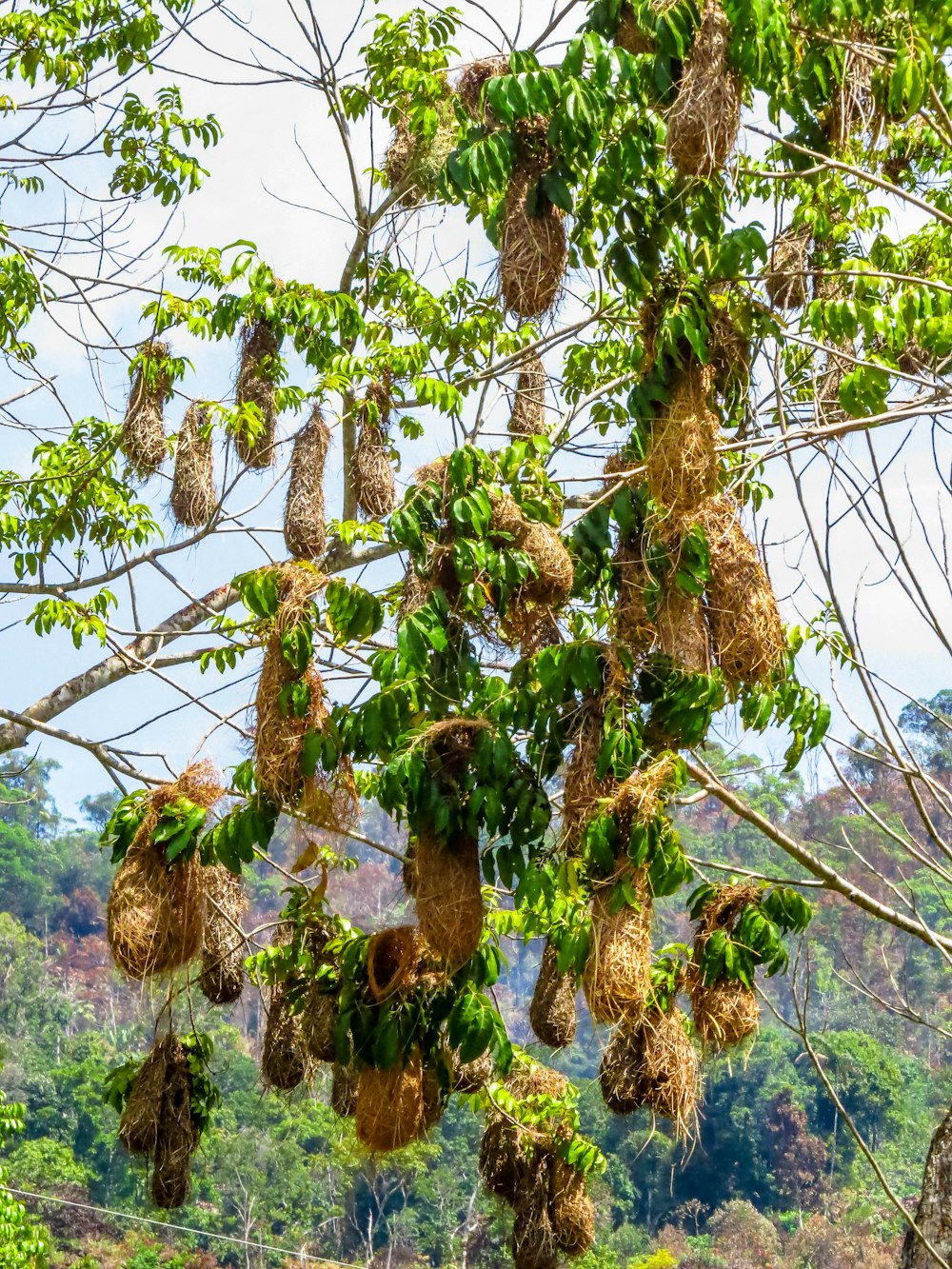 ein Baum mit vielen Vögeln, die an seinen Ästen hängen