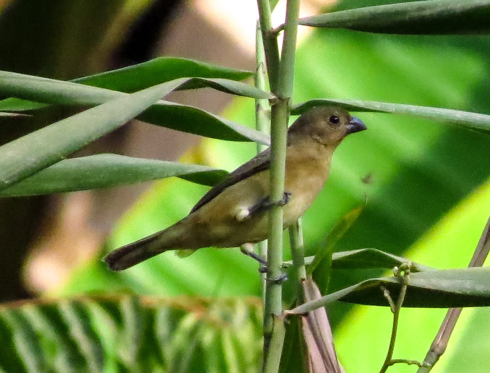 a small bird perched on top of a green plant