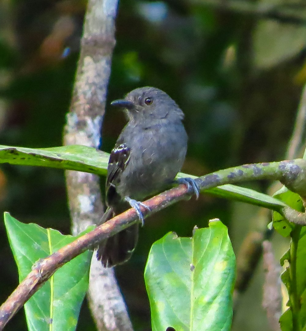 un petit oiseau assis sur une branche d’arbre