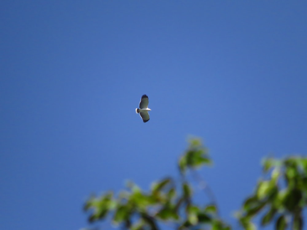 un uccello che vola attraverso un cielo blu accanto a un albero