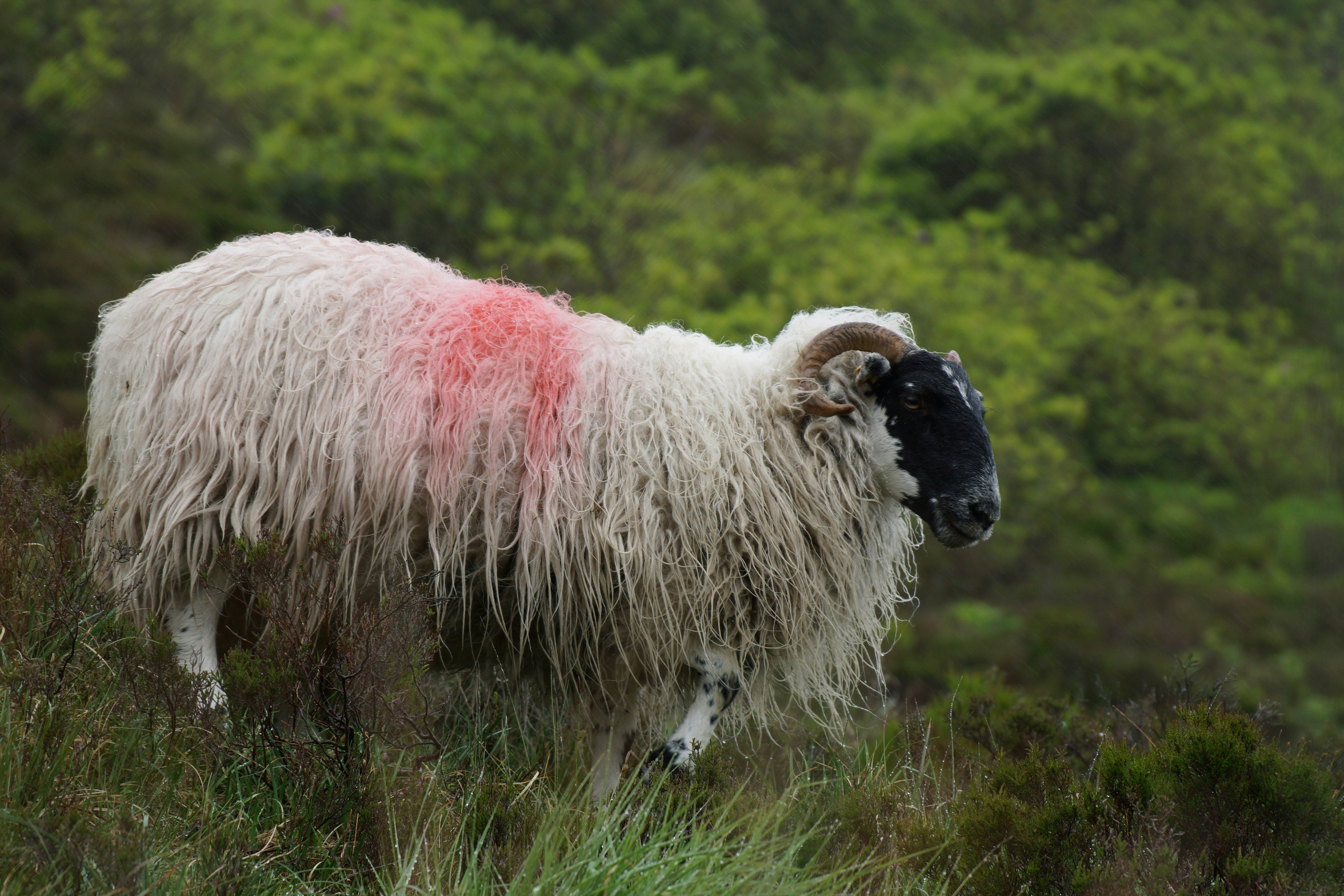 a sheep with a red spot on its back