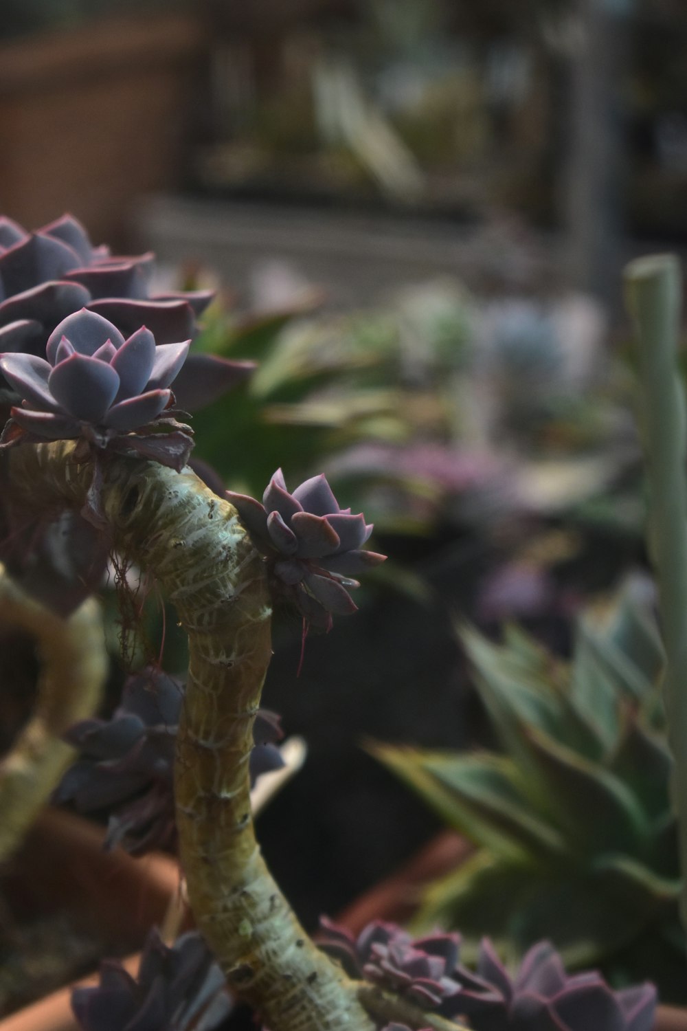 a close up of a plant in a pot