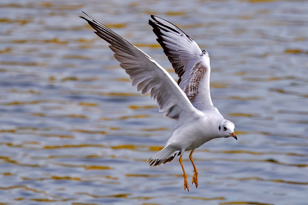 a seagull flying over a body of water