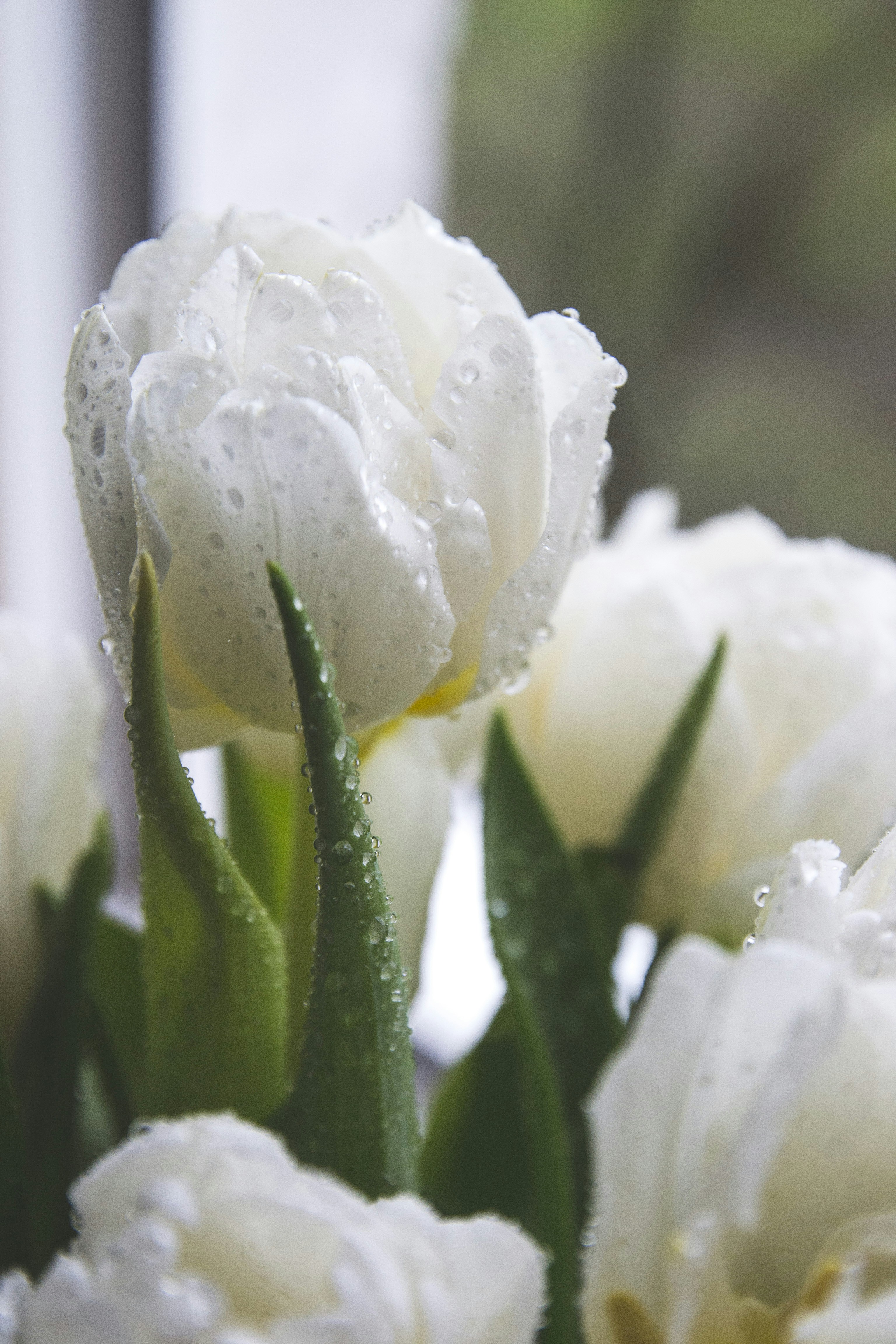 un ramo de flores blancas con gotas de agua