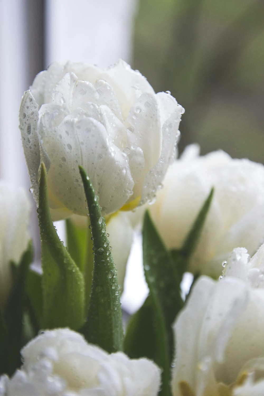 a bunch of white flowers with water droplets on them