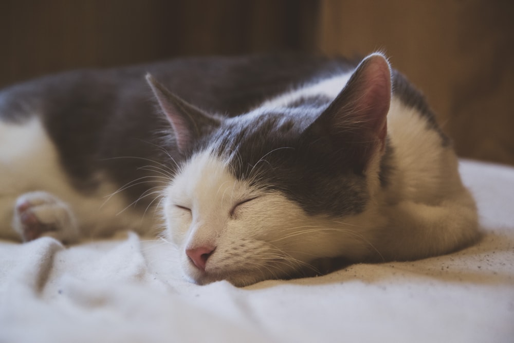 a black and white cat sleeping on a bed