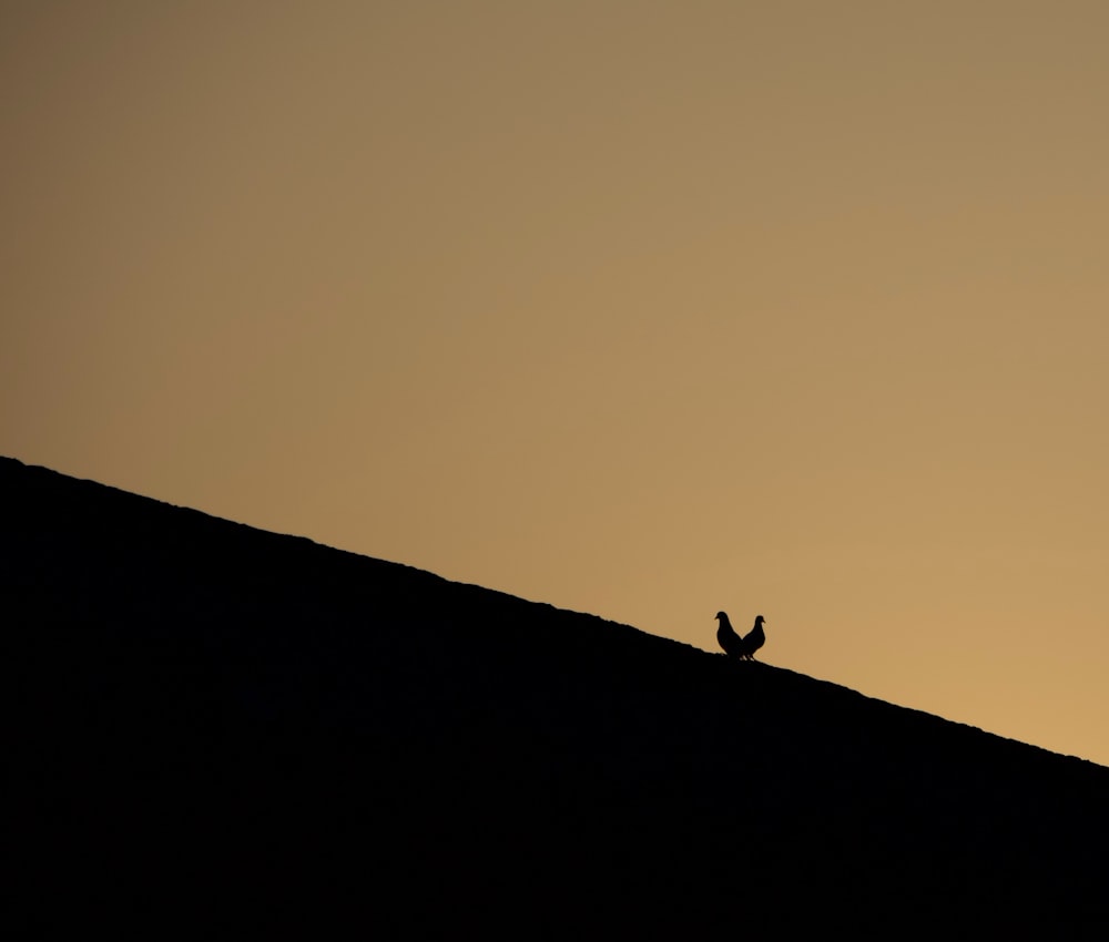 a silhouette of a bird sitting on top of a hill