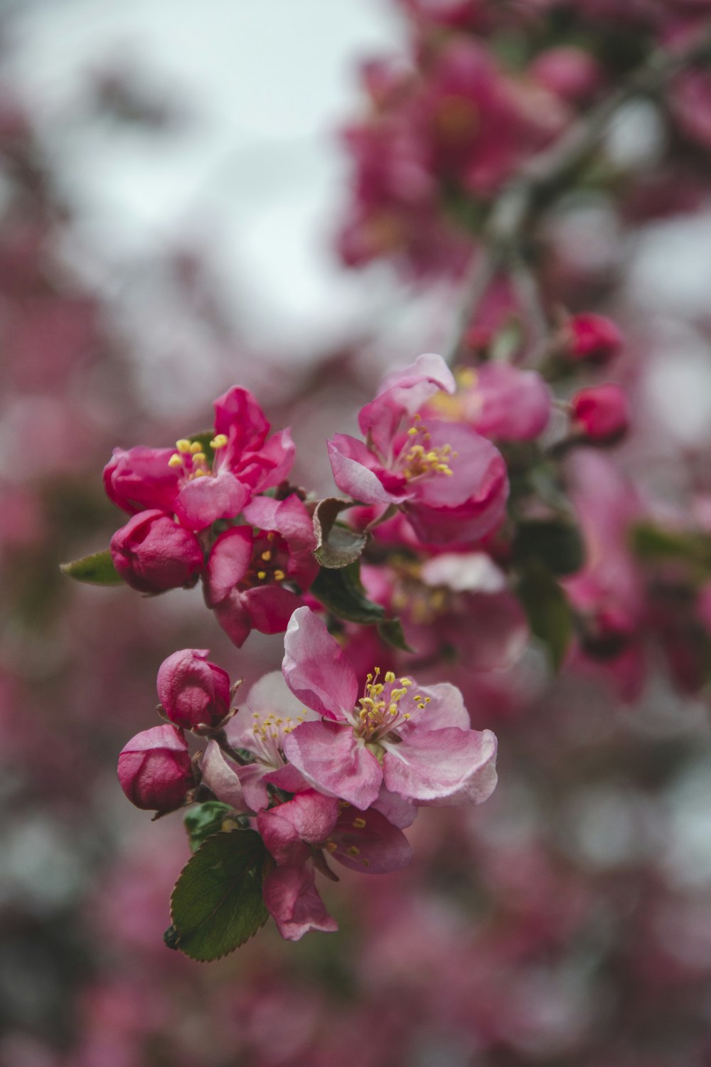 a branch of a flowering tree with pink flowers