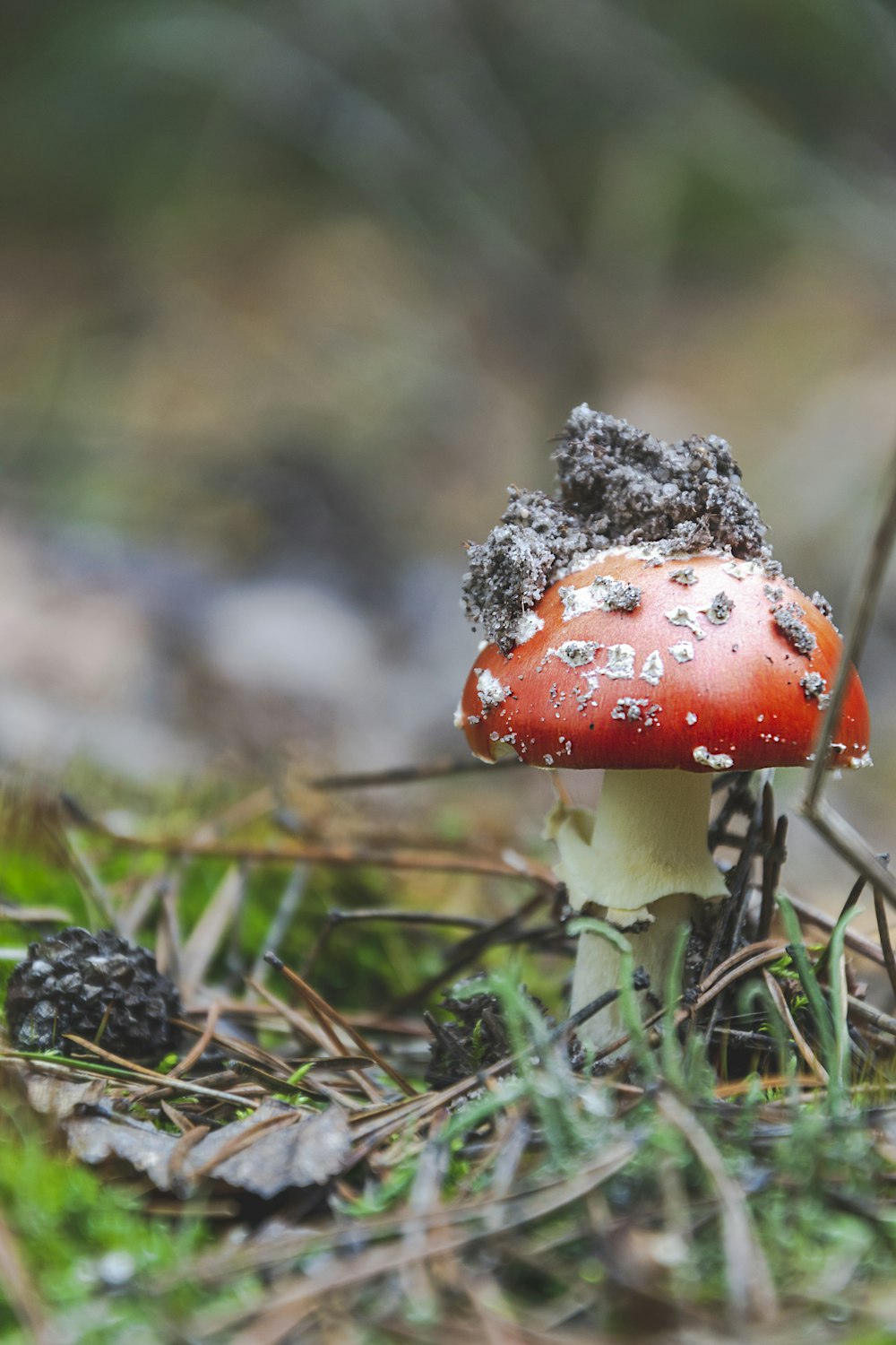 땅 위에 앉아있는 작은 빨간 버섯
