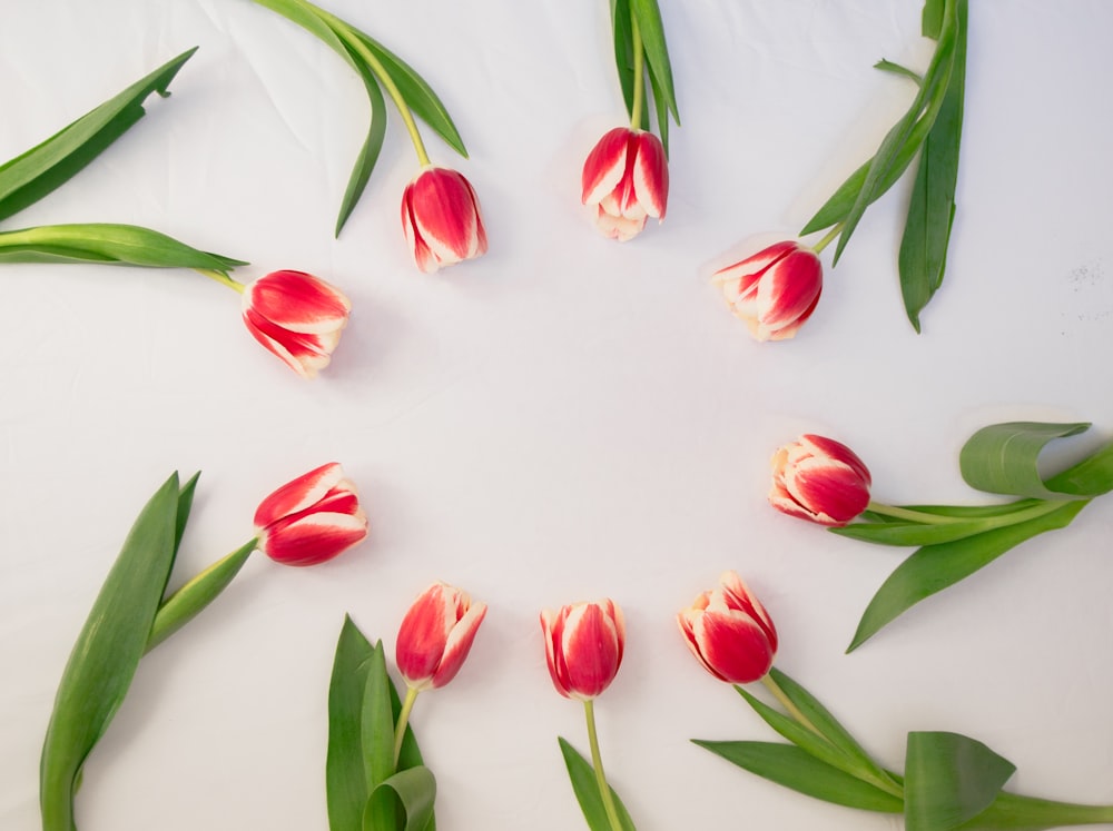 a group of red and white tulips arranged in a circle