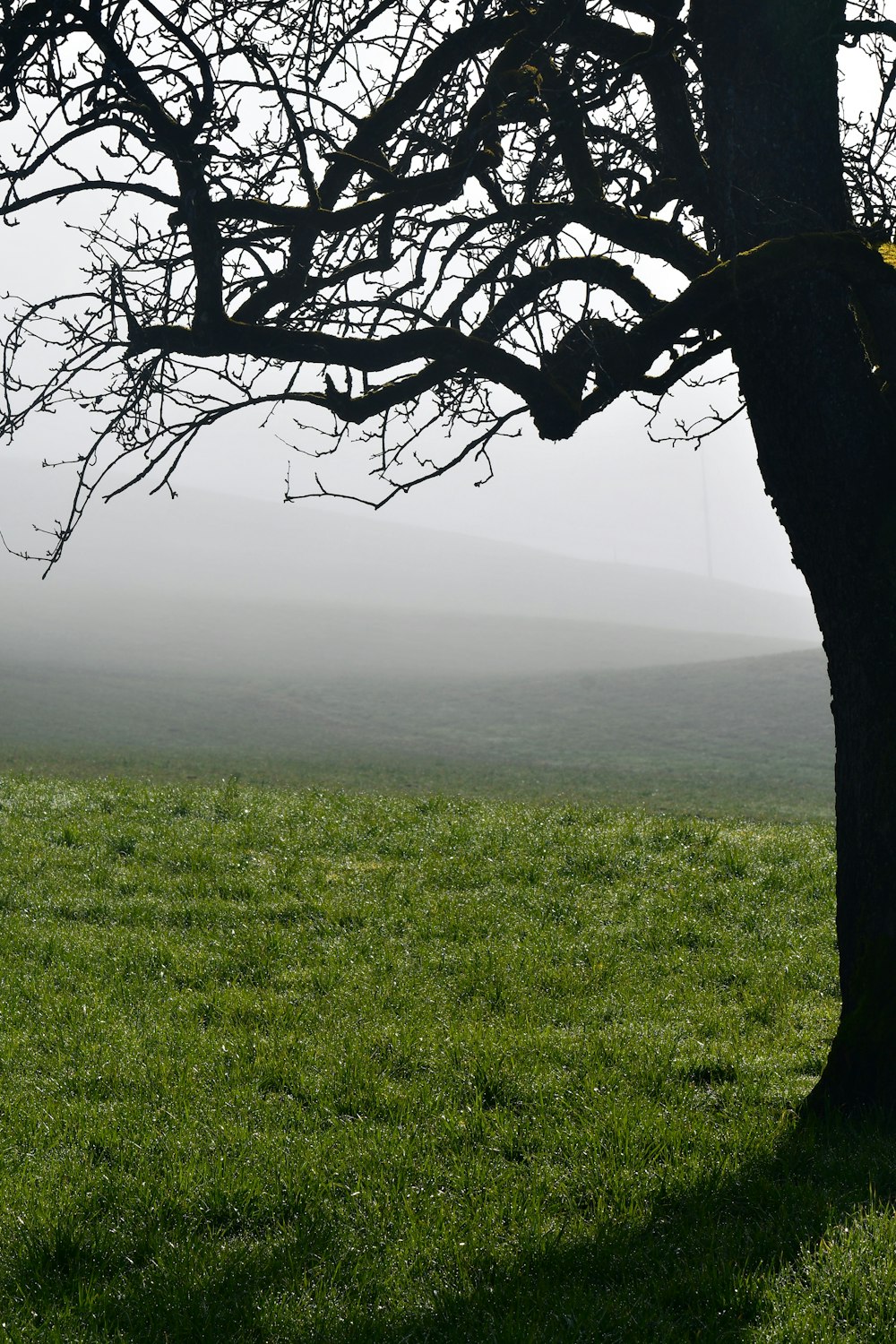 a lone tree in a grassy field on a foggy day