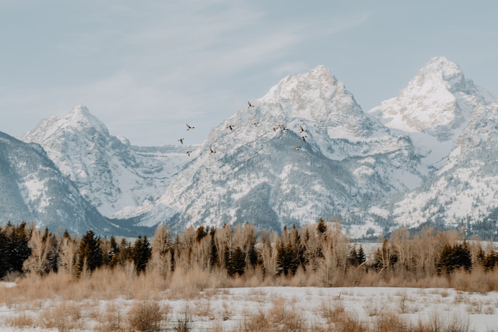 a snow covered mountain range with birds flying over it