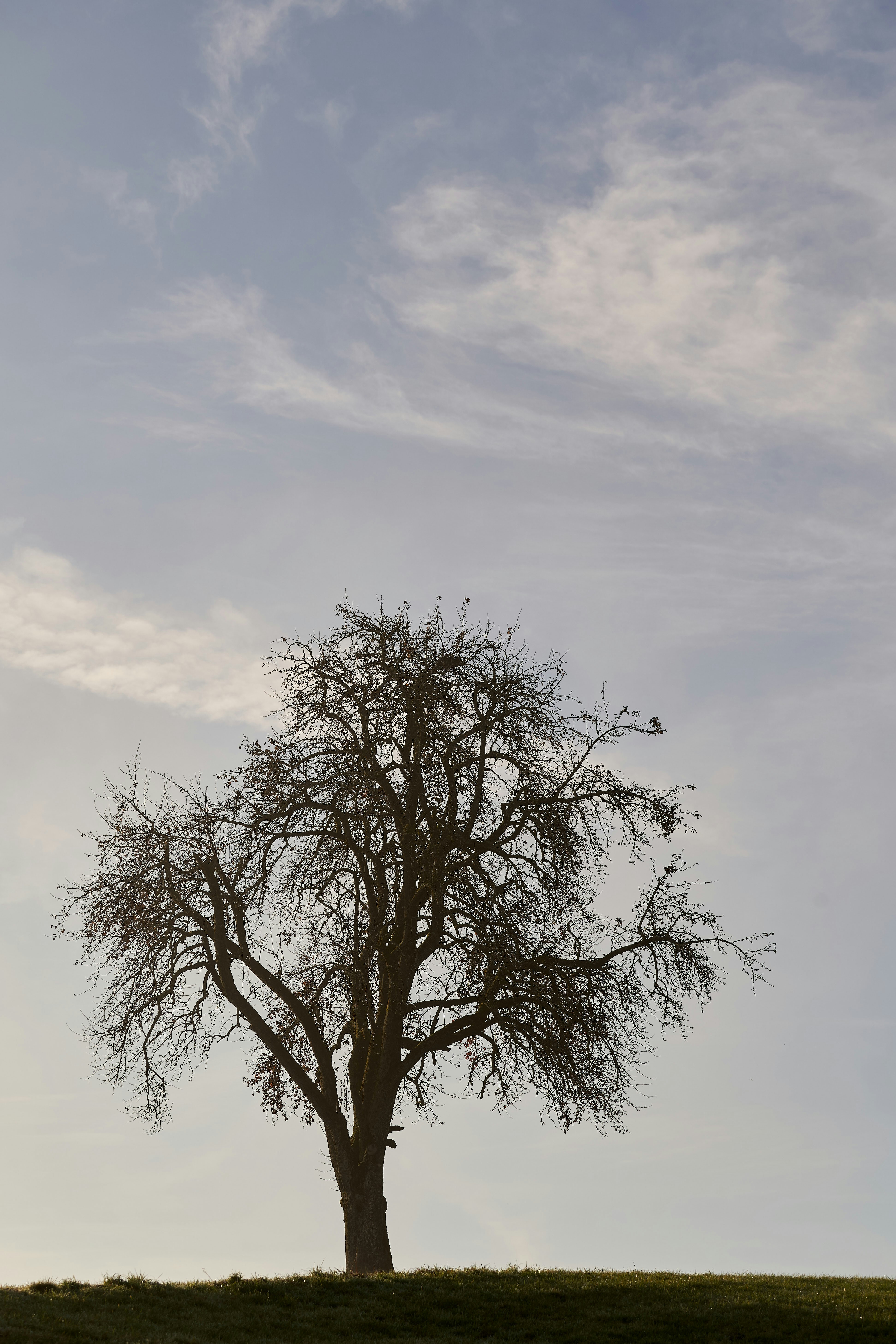 Photo by wolfgang_hasselmann