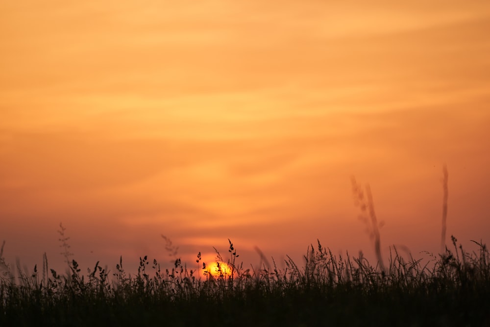 the sun is setting over a field of tall grass