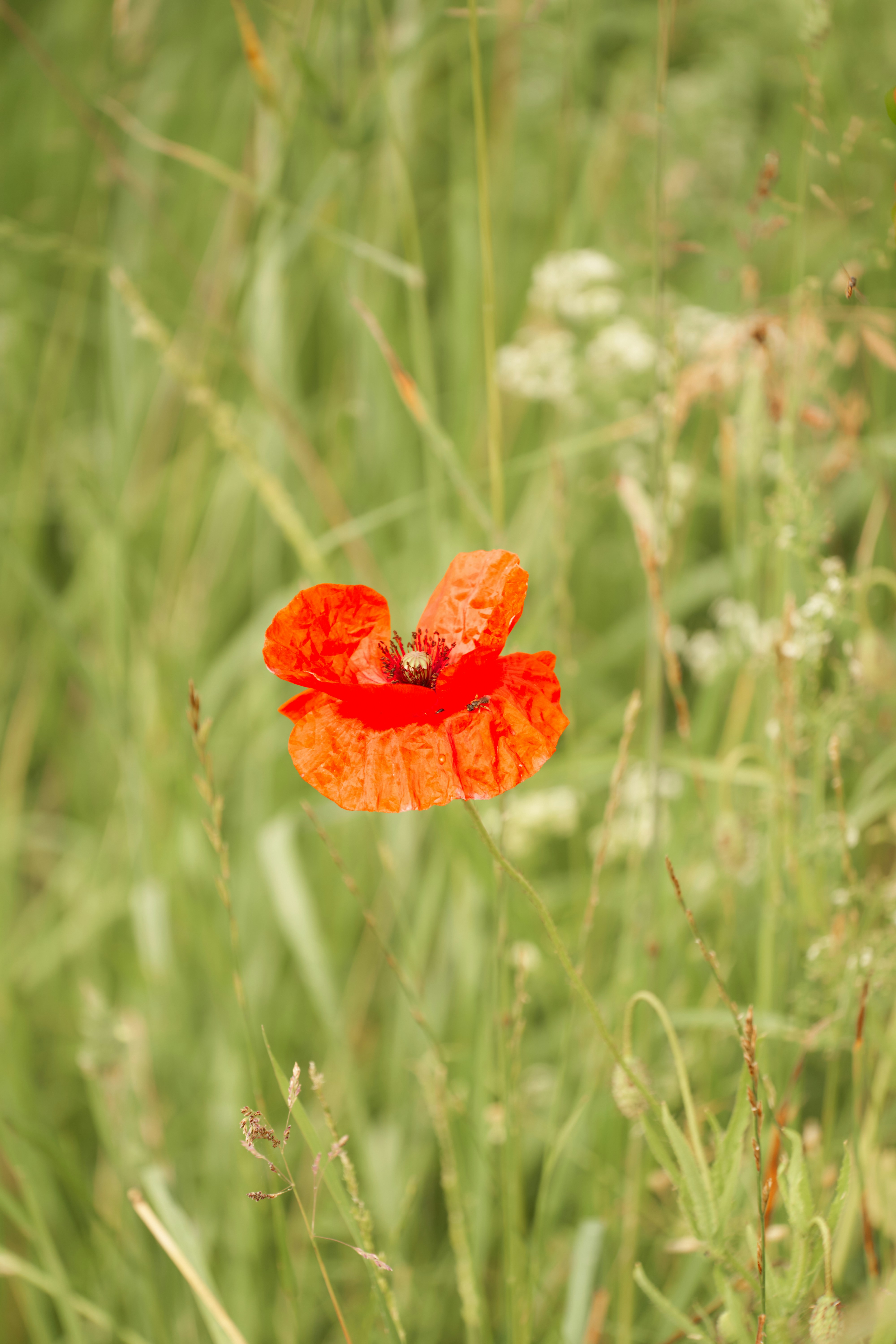 Photo by wolfgang_hasselmann