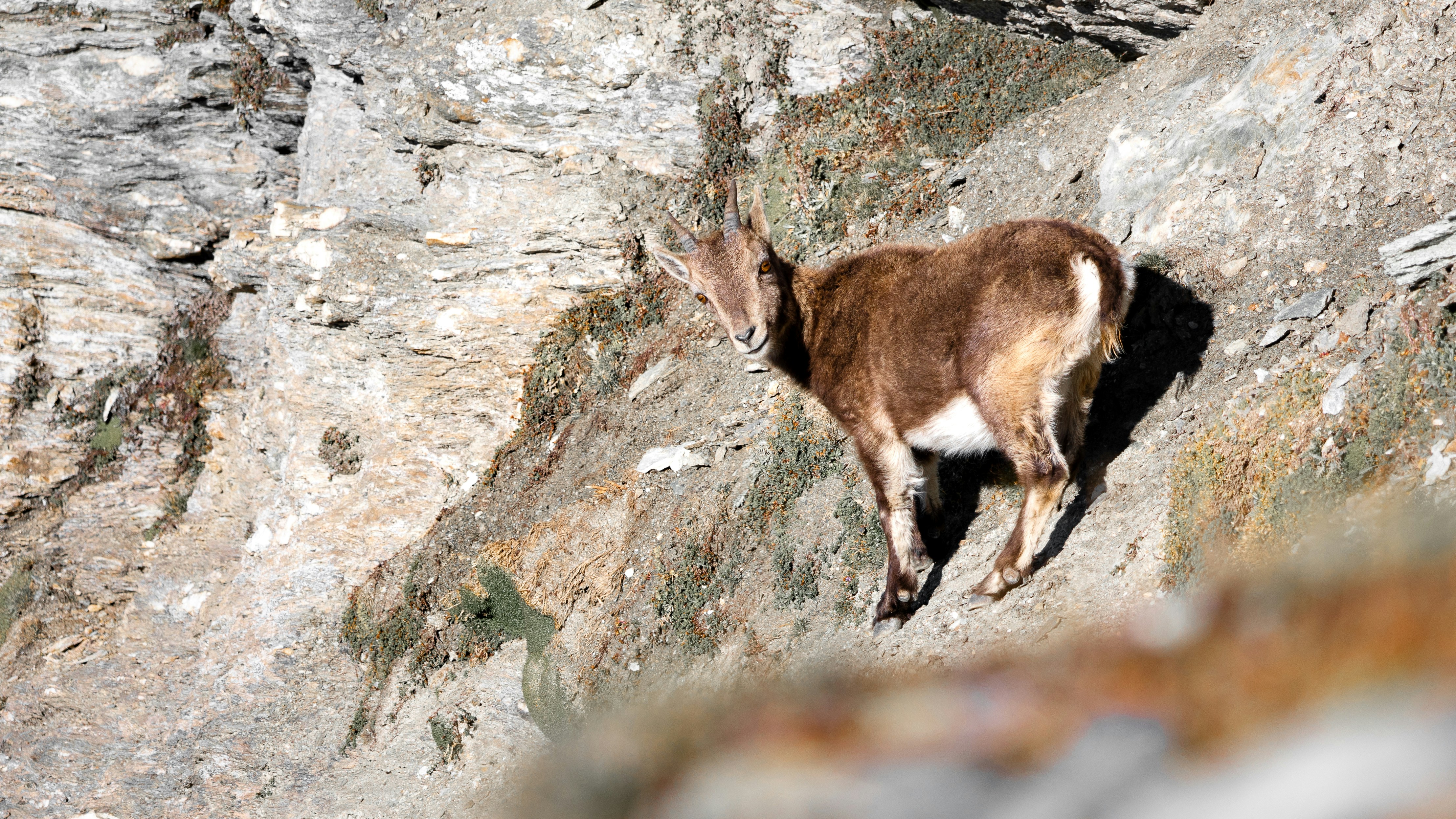 山の斜面を登る山羊の写真 – Unsplashの動物の無料画像